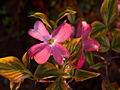 Cornus florida Cherokee Sunset IMG_9717 Dereń kwiecisty